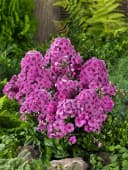 Pflanzen für Dich Phlox paniculata Cosmopolitan 1 St. Rosa/Weiß Bild 1