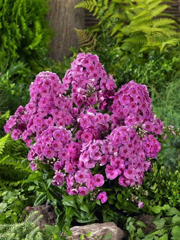 Pflanzen für Dich Phlox paniculata Cosmopolitan 1 St. Rosa/Weiß