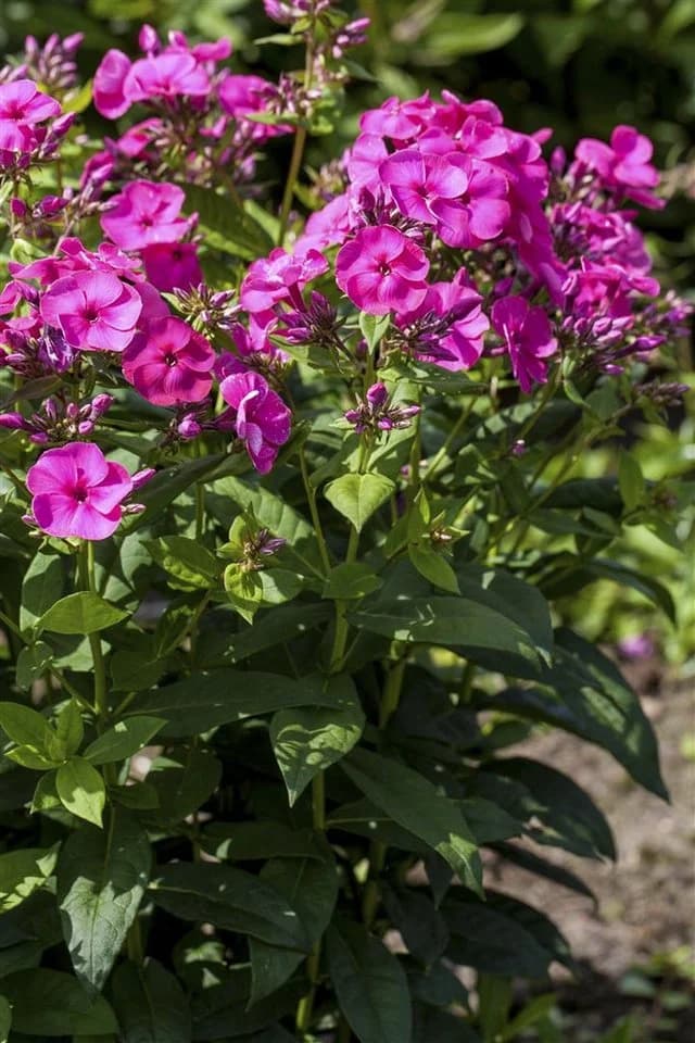 Pflanzen für Dich Phlox paniculata Cosmopolitan 1 St. Rosa/Weiß - Bild 2