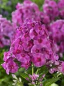 Pflanzen für Dich Phlox paniculata Cosmopolitan 1 St. Rosa/Weiß Bild 3