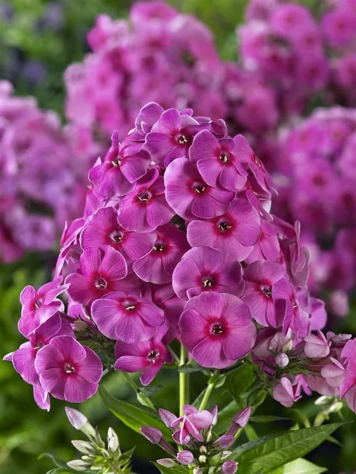 Pflanzen für Dich Phlox paniculata Cosmopolitan 1 St. Rosa/Weiß - Bild 3