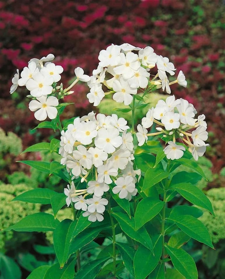 Pflanzen für Dich Phlox paniculata Fujiyama Weiß Hoher Staudenphlox