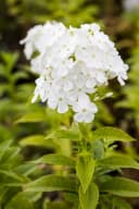 Pflanzen für Dich Phlox paniculata Fujiyama Weiß Hoher Staudenphlox Bild 2