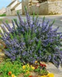 Rosmarinus officinalis 'Corsican Blue' Rosmarin Blau 9x9 cm Topf Bild 1