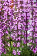 Salvia nemorosa 'Rose Queen' Steppensalbei Rosa Bild 1