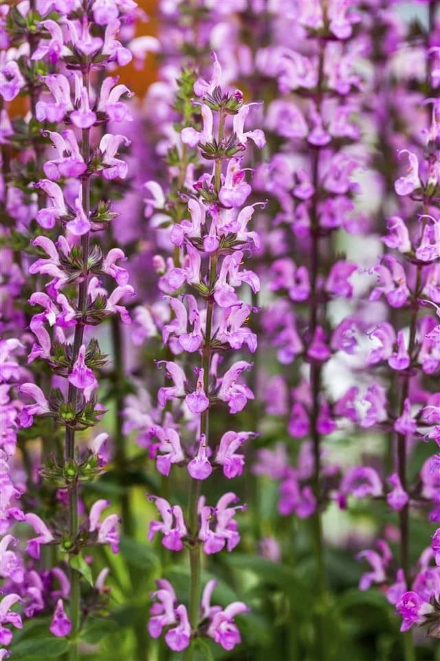 Salvia nemorosa 'Rose Queen' Steppensalbei Rosa