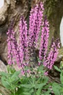 Salvia nemorosa 'Rose Queen' Steppensalbei Rosa Bild 2