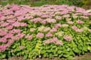 Pflanzen für Dich Staude Sedum spectabile Brillant Rosa Bild 1