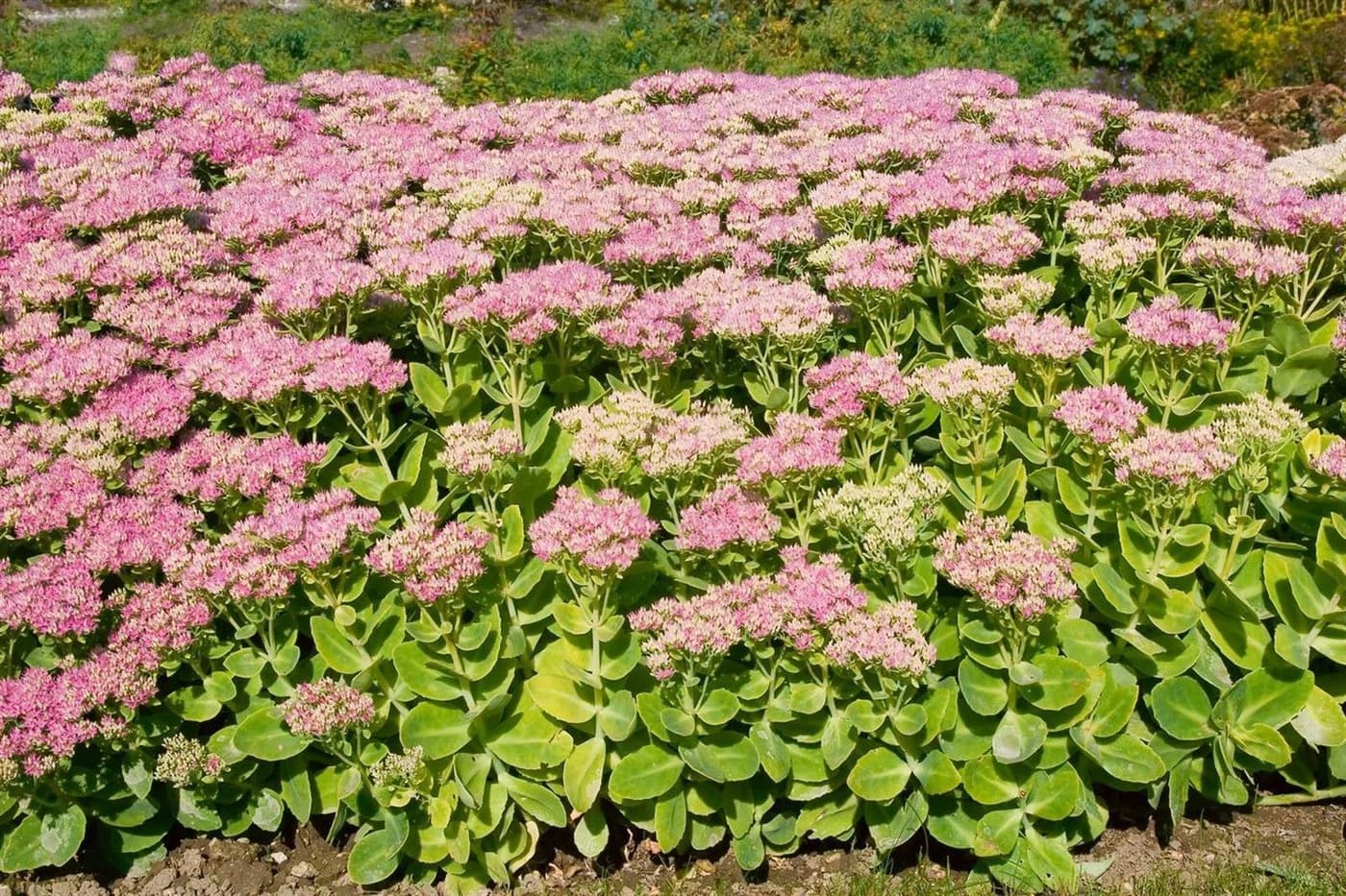 Pflanzen für Dich Staude Sedum spectabile Brillant Rosa