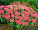 Pflanzen für Dich Staude Sedum spectabile Brillant Rosa Bild 2