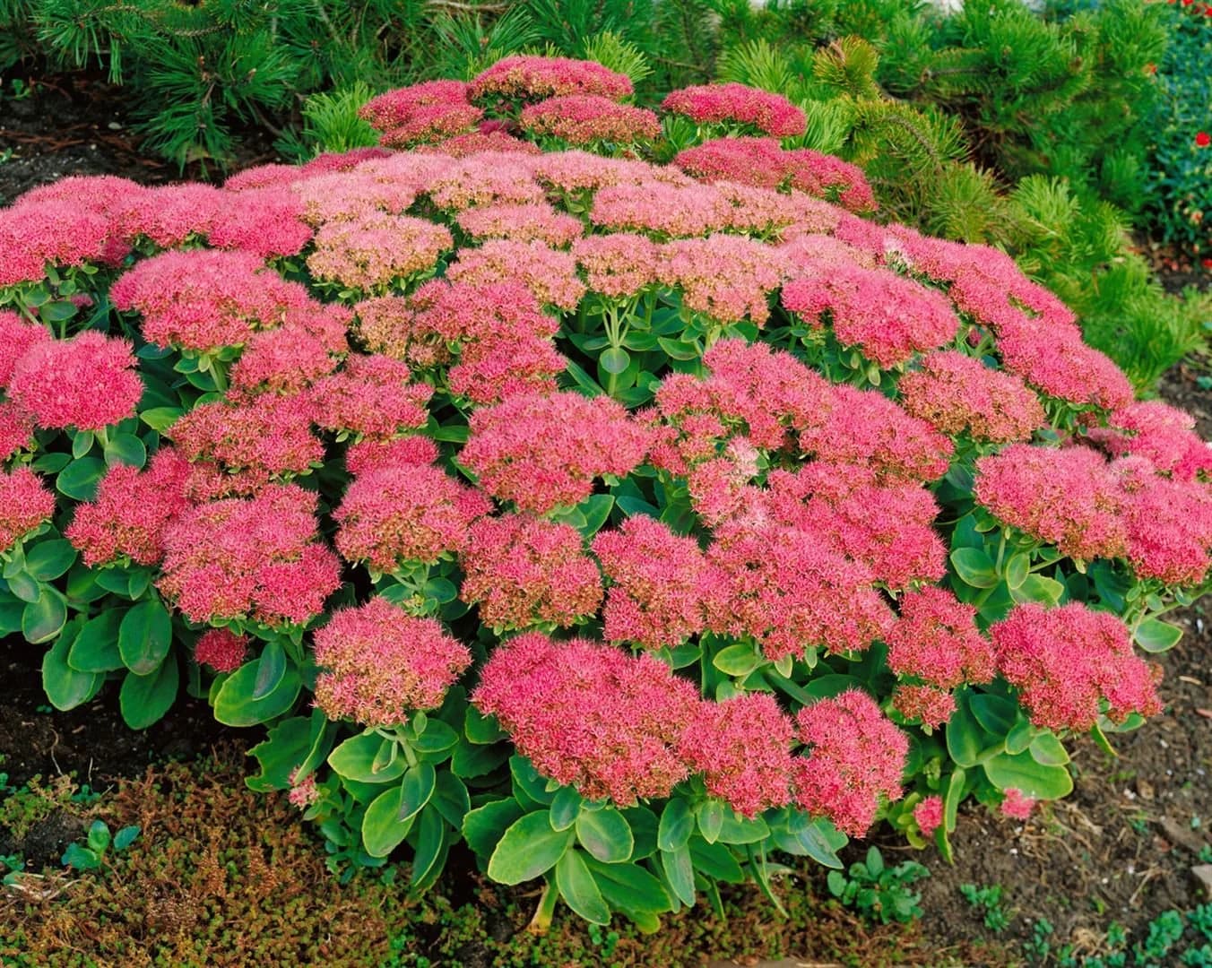 Pflanzen für Dich Staude Sedum spectabile Brillant Rosa - Bild 2