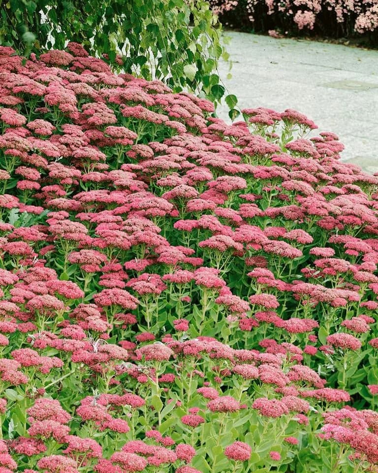 Pflanzen für Dich Staude Sedum spectabile Brillant Rosa - Bild 3