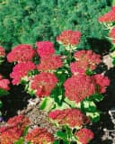 Pflanzen für Dich Staude Sedum spectabile Brillant Rosa Bild 4