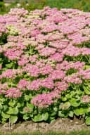 Pflanzen für Dich Staude Sedum spectabile Brillant Rosa Bild 5