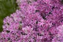 Pflanzen für Dich Staude Sedum spectabile Carl Rosa Prächtige Fetthenne Bild 2