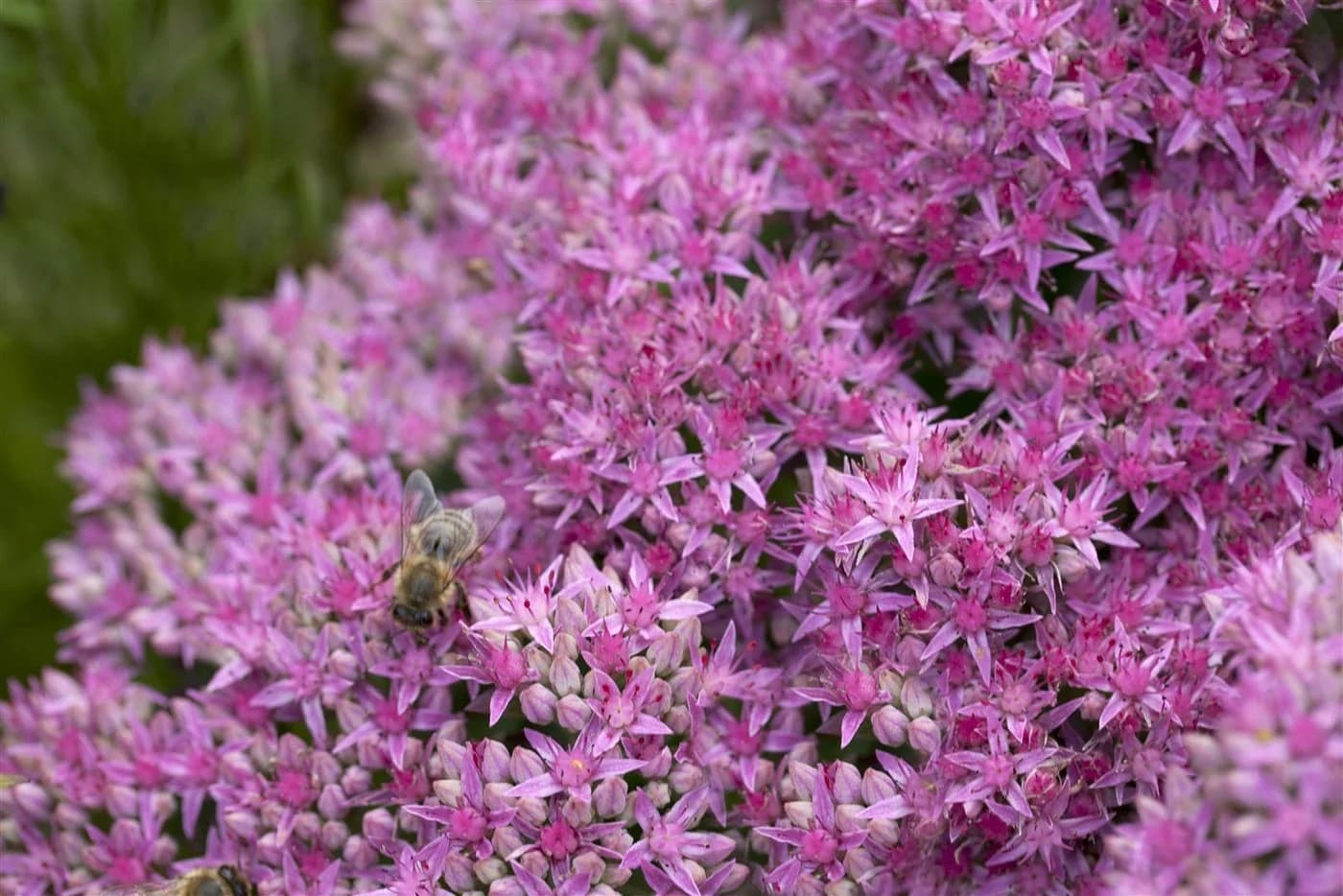 Pflanzen für Dich Staude Sedum spectabile Carl Rosa Prächtige Fetthenne - Bild 2