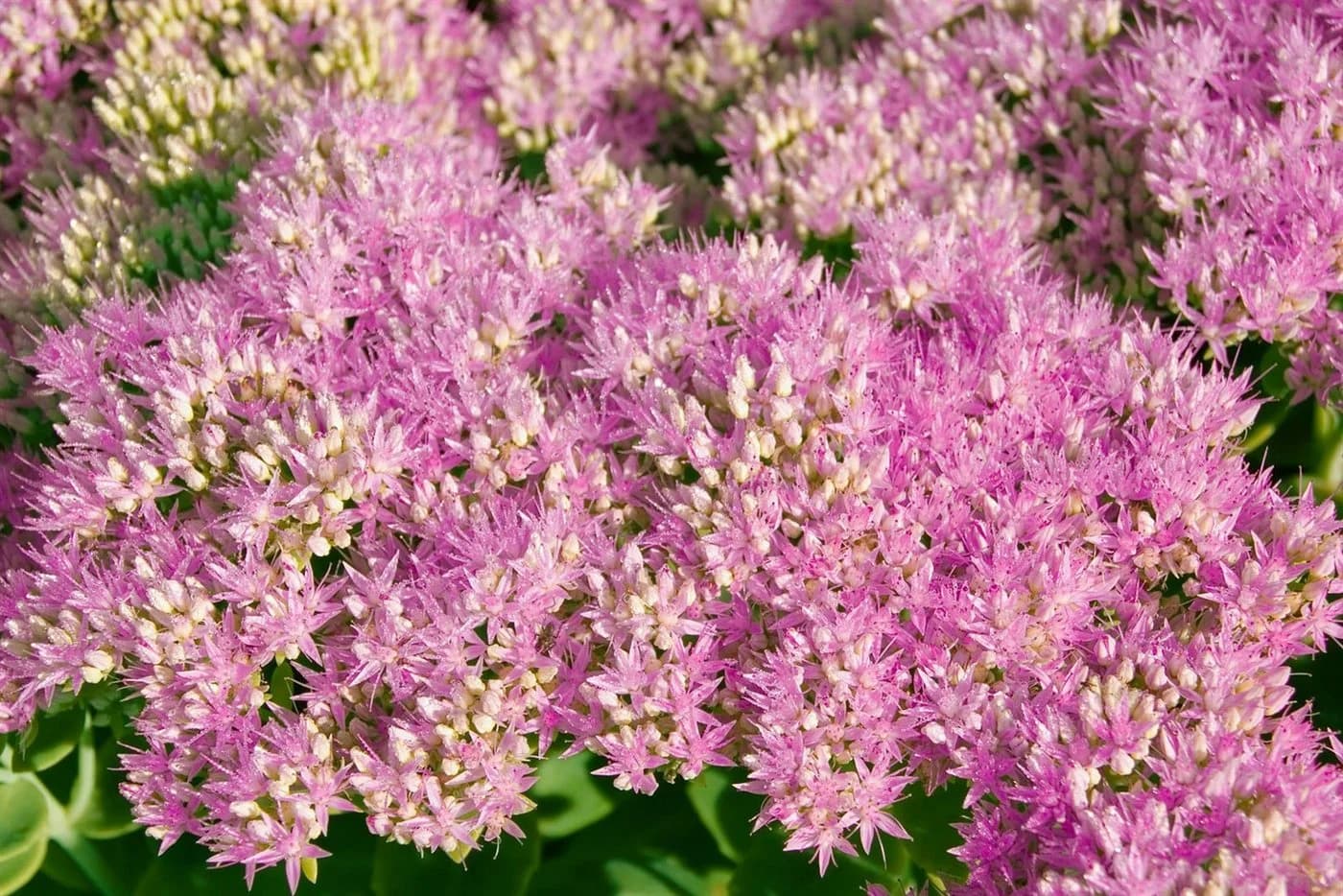 Pflanzen für Dich Staude Sedum spectabile Carl Rosa Prächtige Fetthenne - Bild 3