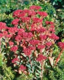 Pflanzen für Dich Staude Sedum spectabile Carl Rosa Prächtige Fetthenne Bild 4