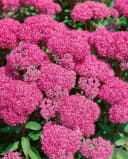 Pflanzen für Dich Staude Sedum spectabile Carl Rosa Prächtige Fetthenne Bild 5
