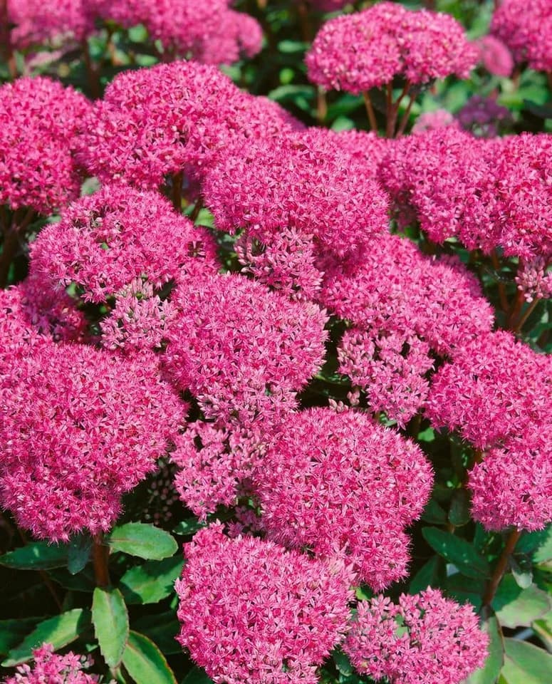 Pflanzen für Dich Staude Sedum spectabile Carl Rosa Prächtige Fetthenne - Bild 5