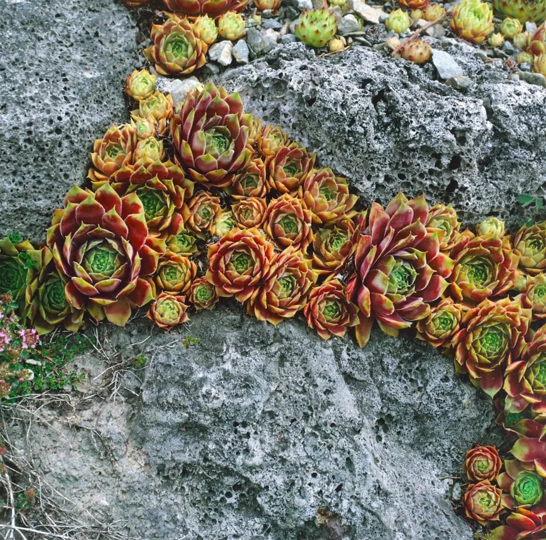 Sempervivum x cult. 'Bernstein' Hauswurz ca. 9x9 cm Topf pflegeleicht