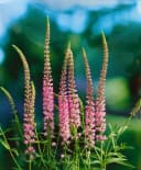 Pflanzen für Dich Staude Veronica longifolia Pink Damask Rosa Bild 1