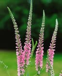 Pflanzen für Dich Staude Veronica longifolia Pink Damask Rosa Bild 2