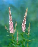 Pflanzen für Dich Staude Veronica longifolia Pink Damask Rosa Bild 3