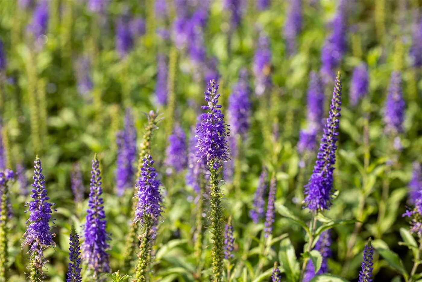 Veronica spicata 'Nana Blauteppich' Ehrenpreis Blau