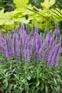 Veronica spicata 'Nana Blauteppich' Ehrenpreis Blau Bild 2