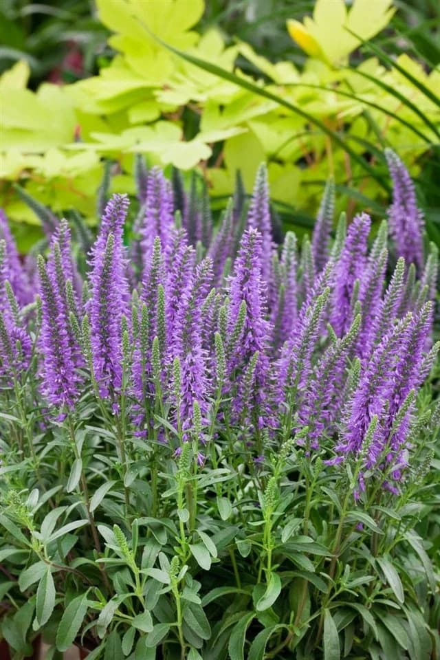 Veronica spicata 'Nana Blauteppich' Ehrenpreis Blau - Bild 2