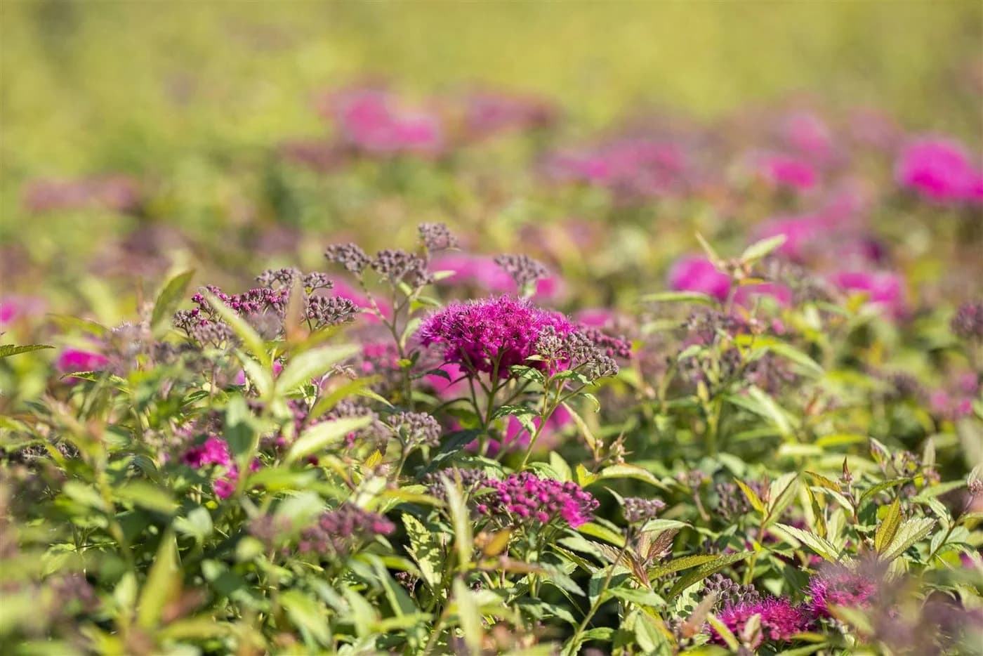 Spiraea japonica 'Anthony Waterer' Rote Sommerspiere
