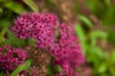 Spiraea japonica 'Anthony Waterer' Rote Sommerspiere Bild 2