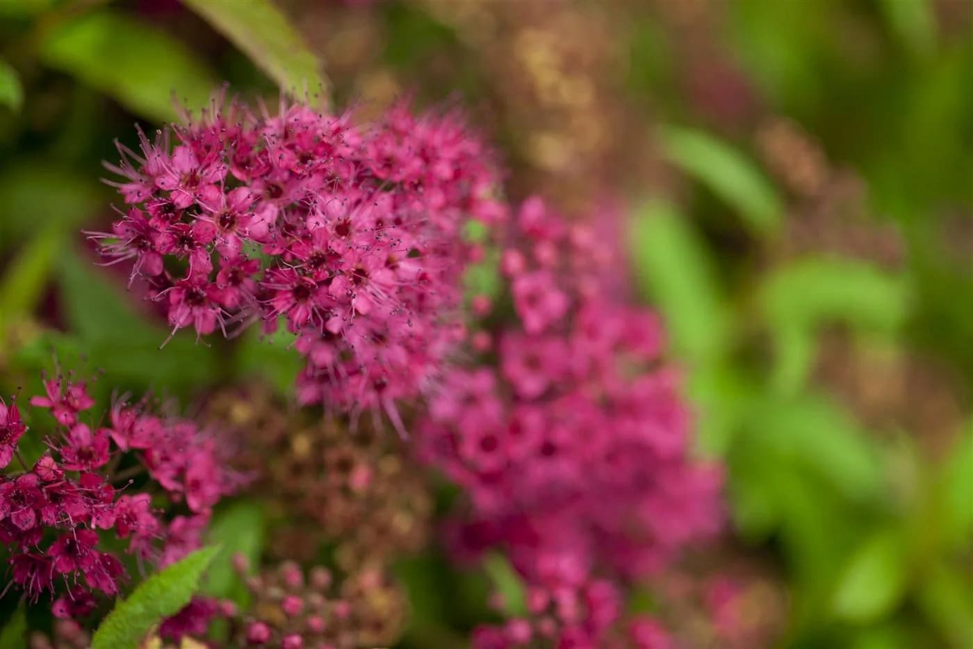 Spiraea japonica 'Anthony Waterer' Rote Sommerspiere - Bild 2