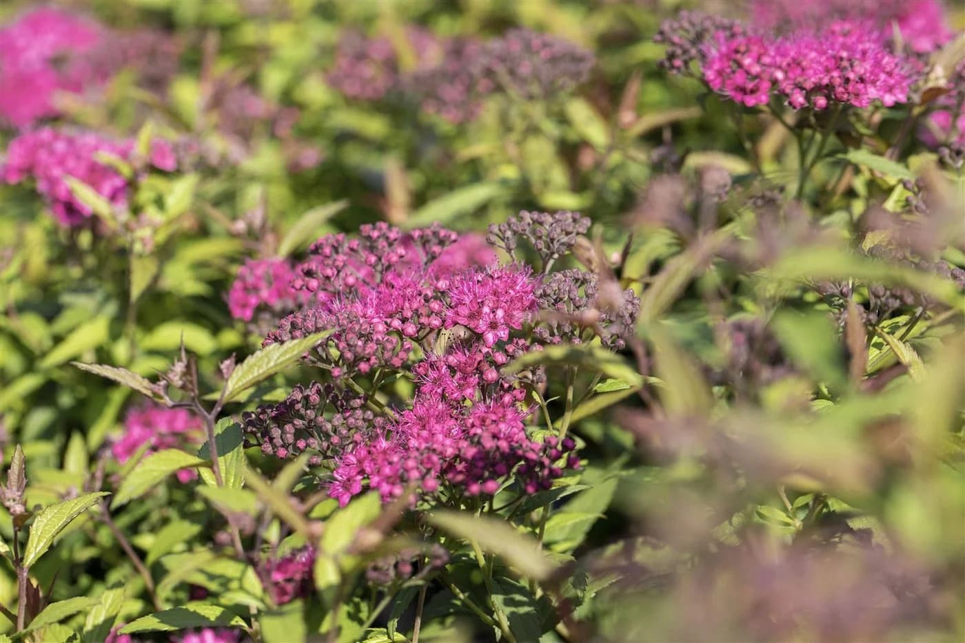 Spiraea japonica 'Anthony Waterer' Rote Sommerspiere - Bild 3