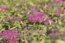 Spiraea japonica 'Anthony Waterer' Rote Sommerspiere Bild 4