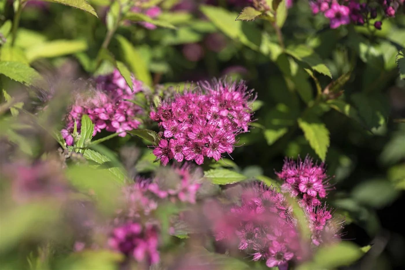 Spiraea japonica 'Anthony Waterer' Rote Sommerspiere - Bild 5