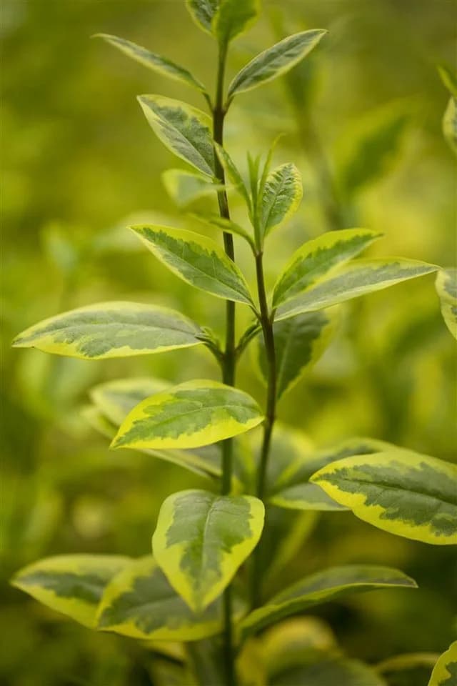 Pflanzen für Dich Goldliguster Ligustrum ovalifolium Aureum 1 St. - Bild 1