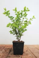 Pflanzen für Dich Goldliguster Ligustrum ovalifolium Aureum 1 St. Bild 2