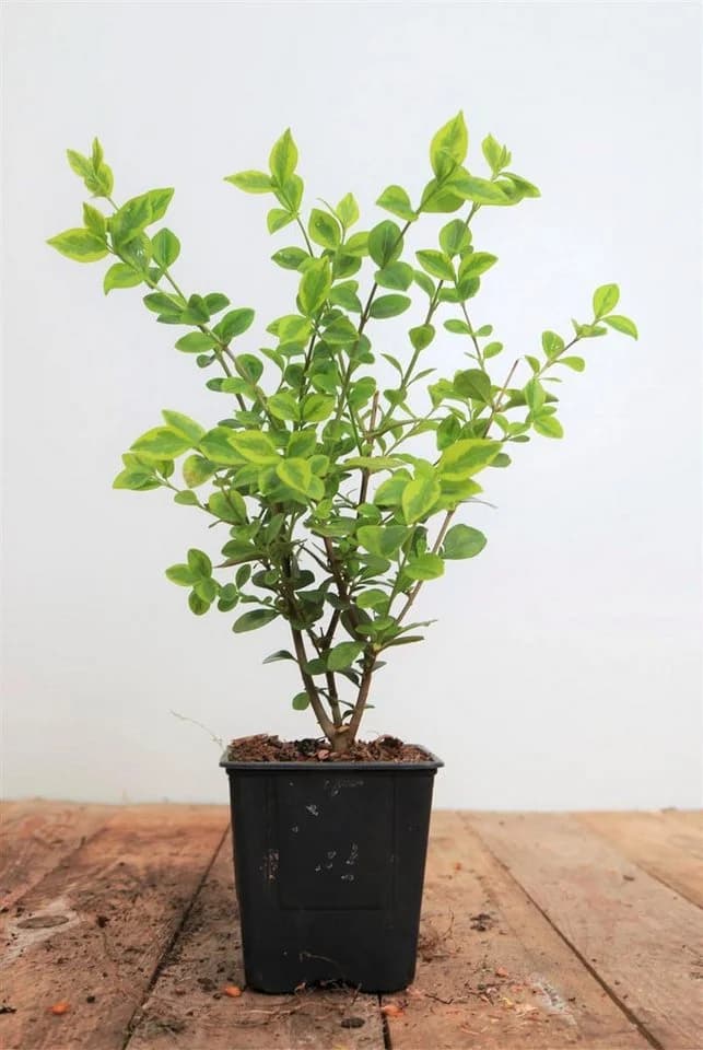 Pflanzen für Dich Goldliguster Ligustrum ovalifolium Aureum 1 St. - Bild 2