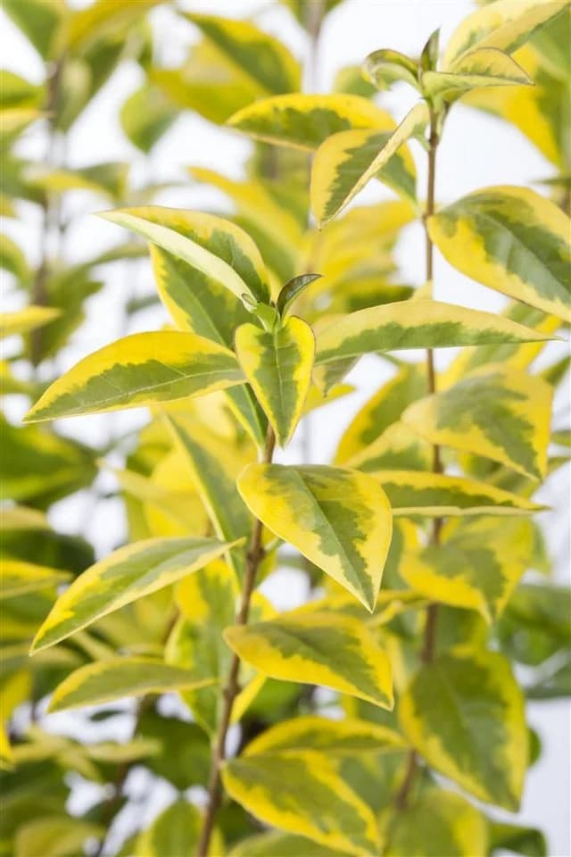 Pflanzen für Dich Goldliguster Ligustrum ovalifolium Aureum 1 St. - Bild 3