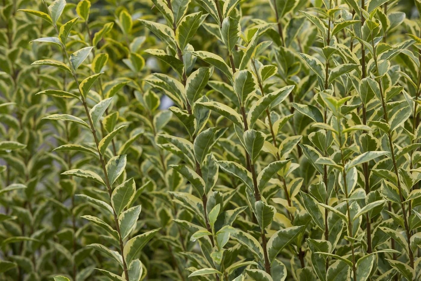 Pflanzen für Dich Goldliguster Ligustrum ovalifolium Aureum 1 St. - Bild 4