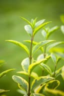 Pflanzen für Dich Goldliguster Ligustrum ovalifolium Aureum 1 St. Bild 5