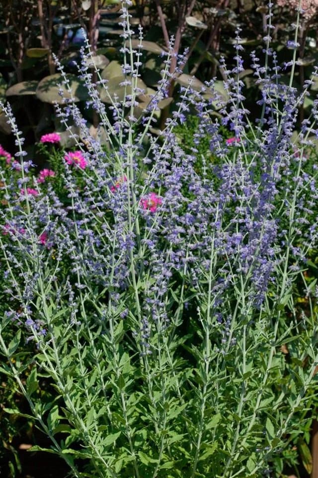 Pflanzen für Dich Blauraute Little Spire Silberstrauch - Bild 4