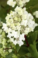 Hydrangea paniculata 'Vanille-Fraise' Rispenhortensie zweifarbig 60-100 cm Bild 1