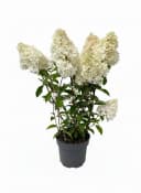 Hydrangea paniculata 'Vanille-Fraise' Rispenhortensie zweifarbig 60-100 cm Bild 2