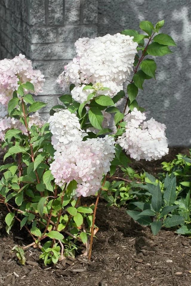 Hydrangea paniculata 'Vanille-Fraise' Rispenhortensie zweifarbig 60-100 cm - Bild 4