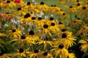 Rudbeckia fulgida 'Goldsturm' Sonnenhut Gelb 9x9 cm Topf Bild 1