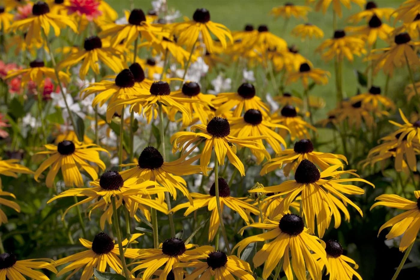 Rudbeckia fulgida 'Goldsturm' Sonnenhut Gelb 9x9 cm Topf