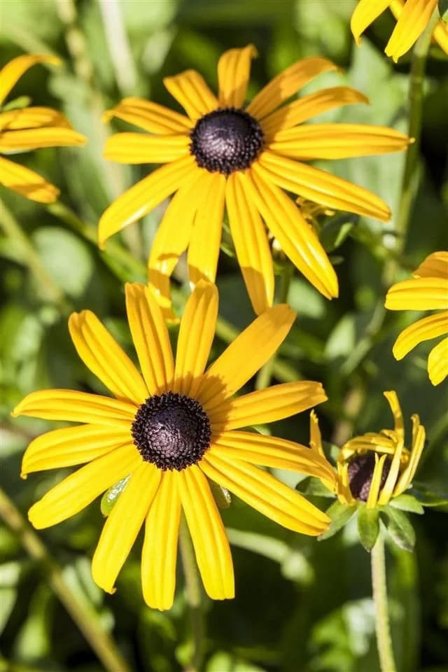 Rudbeckia fulgida 'Goldsturm' Sonnenhut Gelb 9x9 cm Topf - Bild 2